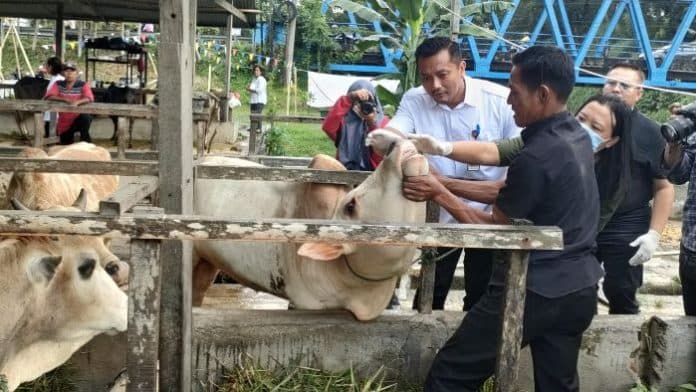dinas_ketapang_38_ekor_lembu_dalam_kondisi_sehat_di_pengepul_hewan_kurban_jalan_avros