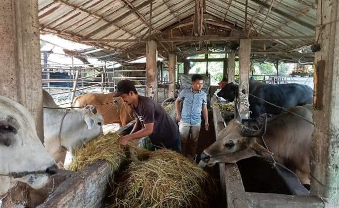 dinas_ketapang_dan_pertanian_siantar_pastikan_kondisi_hewan_layak_kurban