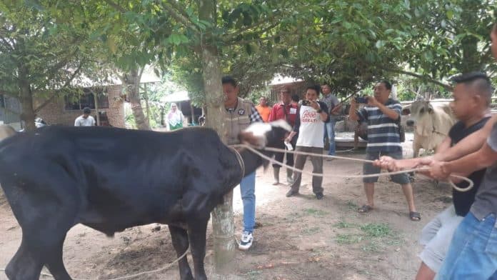 dinas_pertanian_simalungun_segera_umumkan_jadwal_pemeriksaan_hewan_kurban