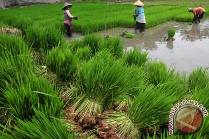 dinas_tph_sumut_ajak_petani_bersama_sama_lakukan_gerakan_preemtif_opt_tanaman_padi