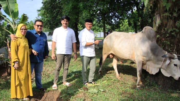 direktur_ptpn2_potong_kurban_sapi_benggala_berbobot_250_kilogram