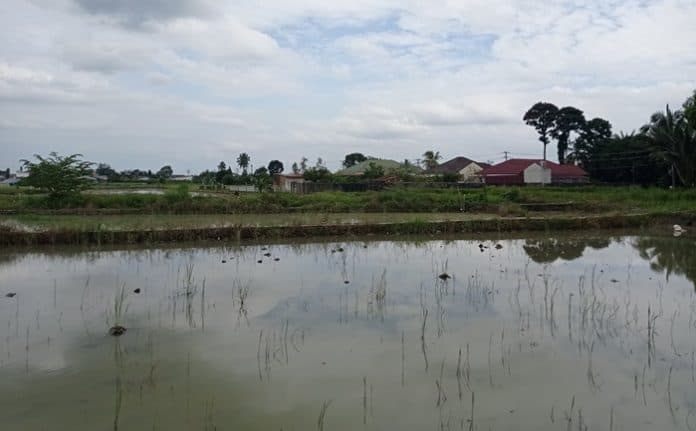 dishanpangtan_siantar_usulkan_ranperda_tentang_lahan_pertanian_sawah