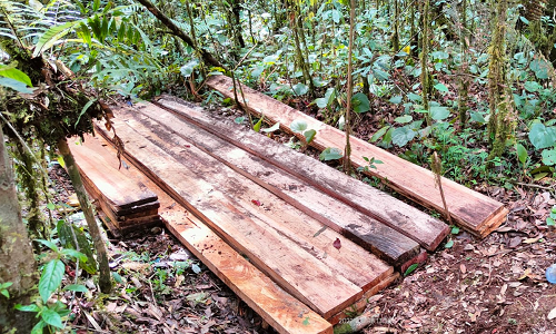 dishut_sumut_sita_puluhan_kayu_illegal_logging_di_kawasan_hutan_dairi