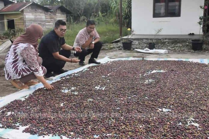 distan_kpp_dairi_akan_mengembalikan_kejayaan_legenda_kopi_robusta_sidikalang
