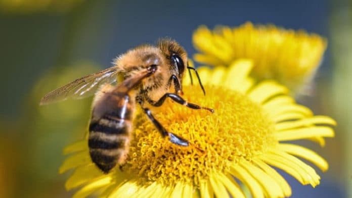 ditemukan_racun_lebah_madu_dapat_membunuh_sel_kanker_payudara_agresif