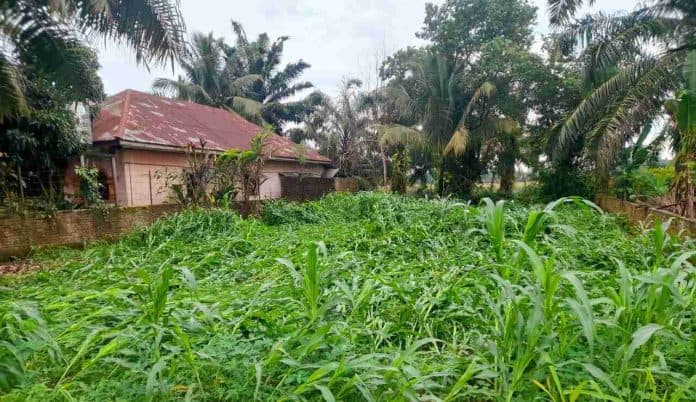 diterjang_angin_kencang_tanaman_jagung_di_hutabayu_raja_simalungun_bertumbangan
