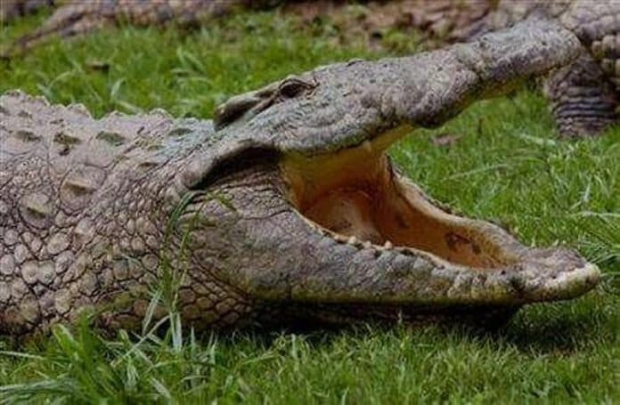 diterkam_buaya_hingga_luka_parah_pria_asal_florida_selamat_berkat_tali_anjing