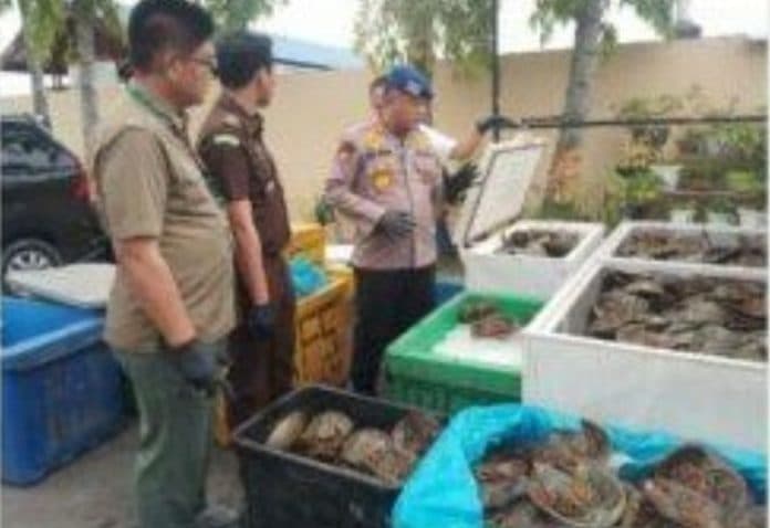 ditpolair_polda_sumut_sita_1600_ekor_belangkas