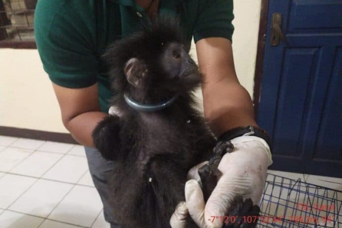 diungkap_jaringan_perdagangan_ilegal_surili_dan_lutung_jawa