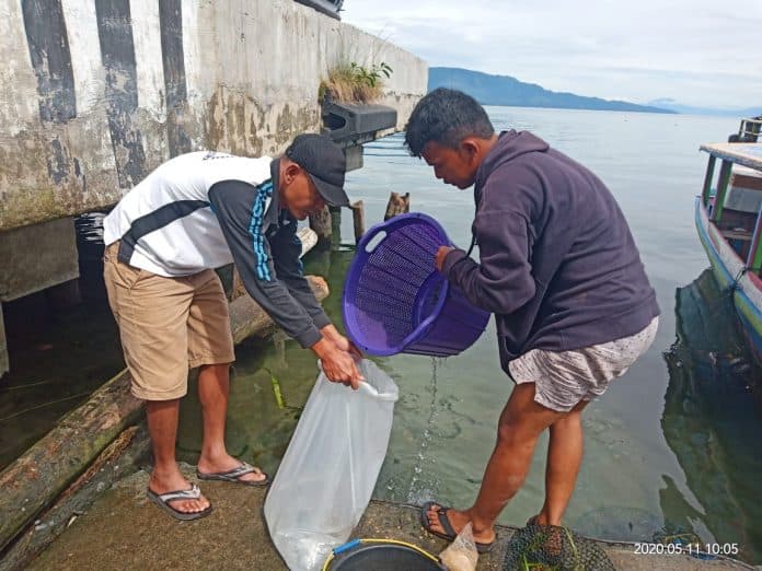 dkp_provsu_tinjau_lokasi_penemuan_ikan_baru_di_perairan_danau_toba