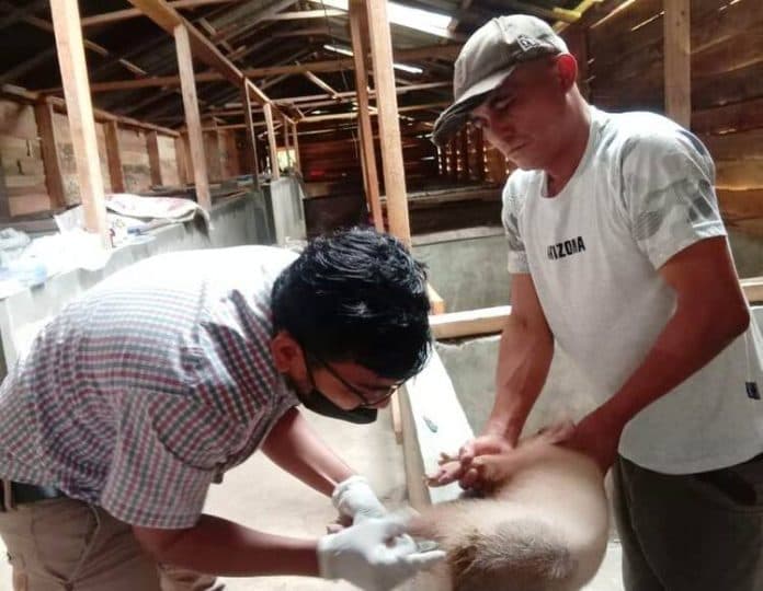 dokter_hewan_di_samosir_beberkan_ciri_ciri_ternak_babi_terkena_penyakit_asf