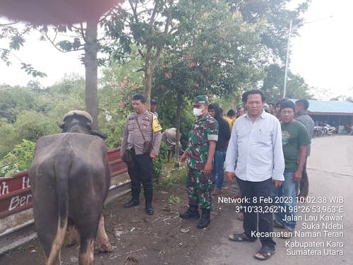 dua_pencuri_kerbau_tewas_dihajar_massa_di_karo