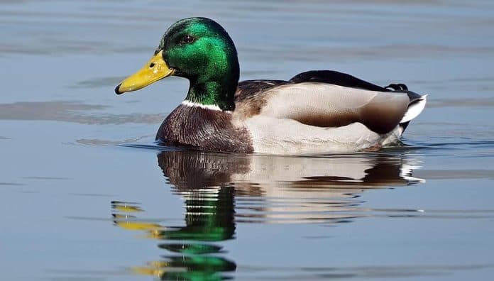 duck_syndrome_gangguan_psikologis_banyak_dialami_orang_dewasa_muda