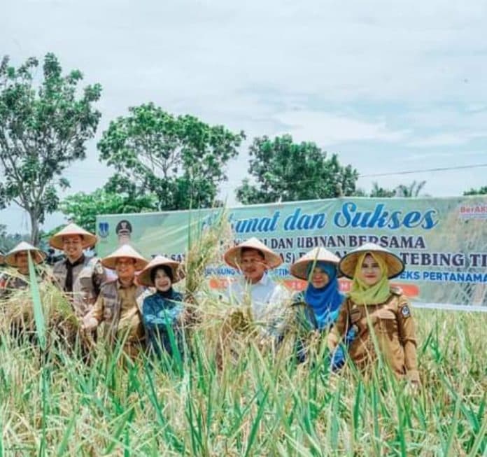 dukung_opip_pj_wali_kota_tebing_tinggi_bersama_satgas_pangan_panen_padi_dan_ubinan