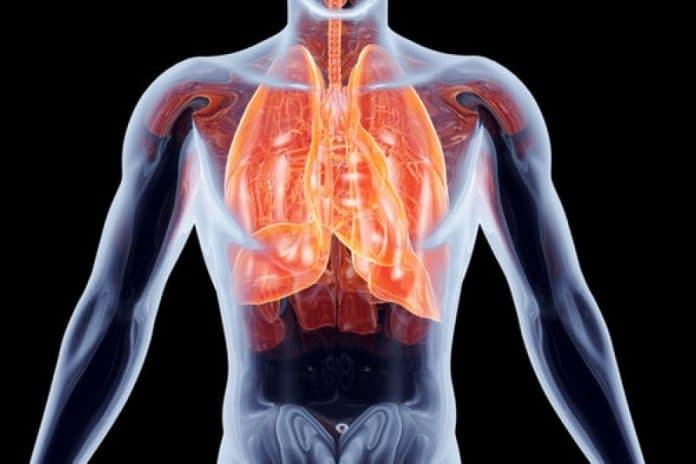 ekperimen_baru_paru_paru_manusia_yang_rusak_bisa_diganti_paru_paru_hewan