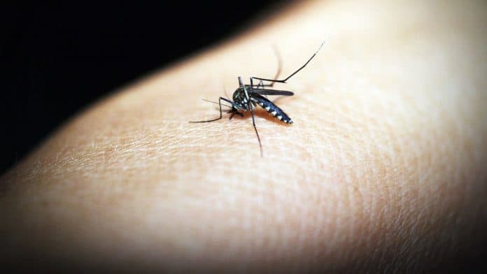 el_nino_bisa_buat_nyamuk_aedes_aegypti_lebih_ganas