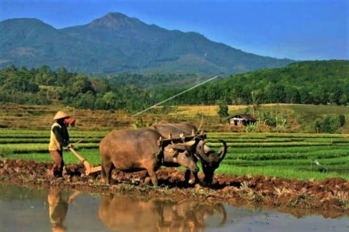 el_nino_kementan_siapkan_enam_provinsi_penyangga_pangan