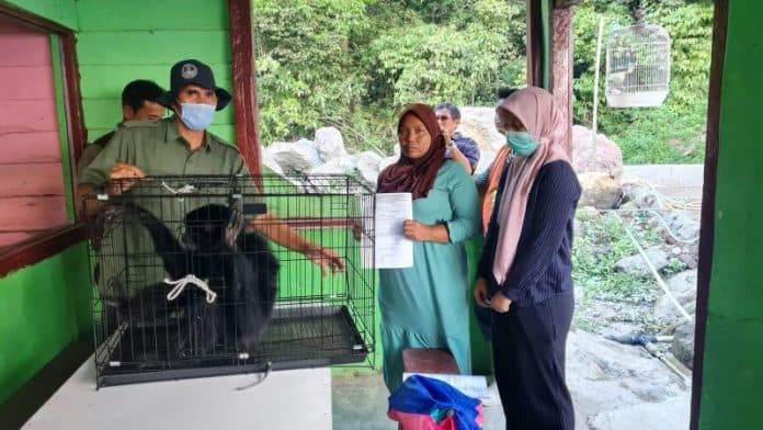 enam_bulan_dipelihara_warga_bandar_baru_serahkan_siamang_ke_bksda_sumut