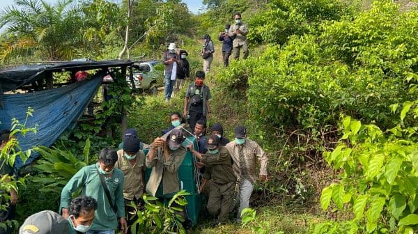 enam_orangutan_sumatera_dan_satwa_dilindungi_dikembalikan_ke_habitatnya
