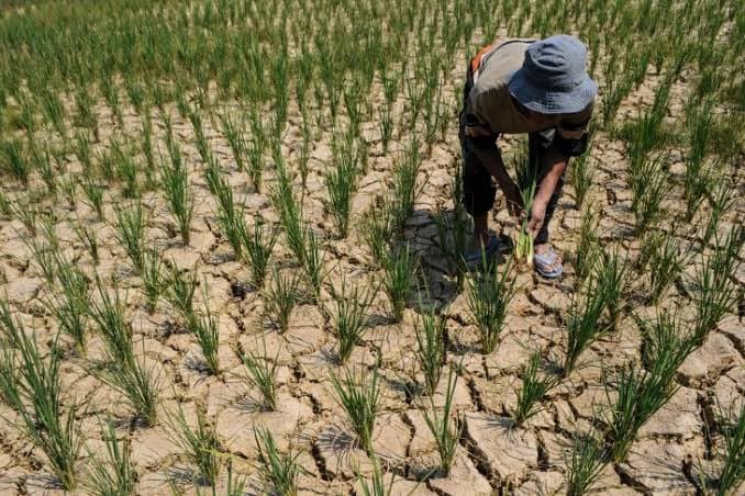 fenomena_el_nino_dinas_ketapang_sumut_pakai_strategi_ini