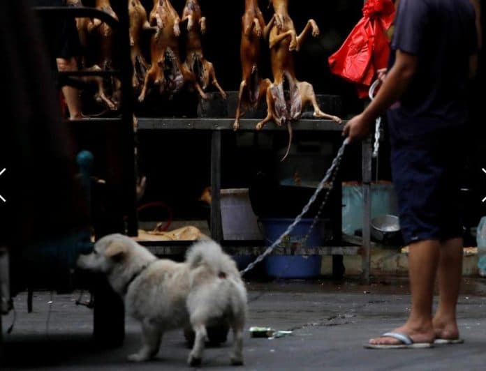festival_tahunan_daging_anjing_cina_dibuka_para_aktivis_berharap_ini_tahun_terakhir