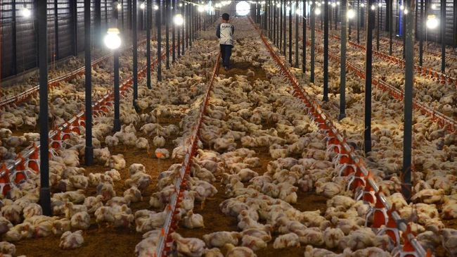 flu_burung_makin_gawat_11_ribu_ayam_dimusnahkan_di_jepang