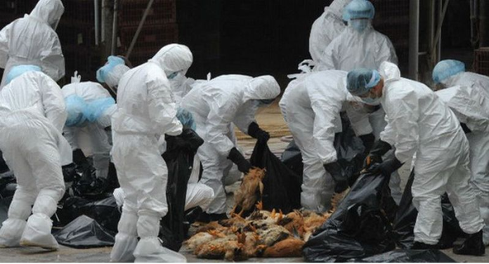flu_burung_mewabah_belanda_musnahkan_190_ribu_ekor_ayam