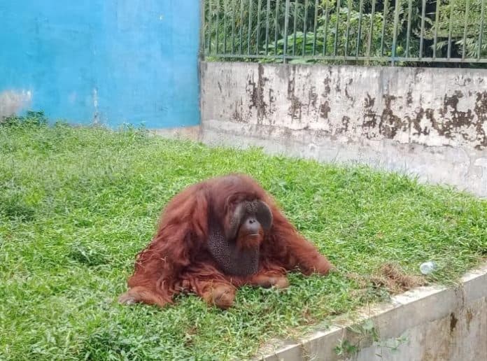 fokus_lensa_mirisnya_kondisi_lingkungan_dan_kandang_medan_zoo