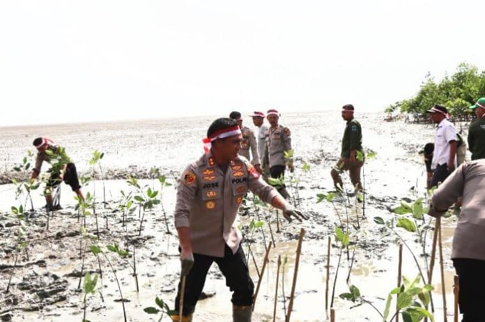 forkopimda_batu_bara_tanam_bibit_pohon_bakau_di_pantai_sejarah