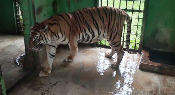 gangguan_hati_usia_renta_si_manis_harimau_sumatera_milik_medan_zoo_mati