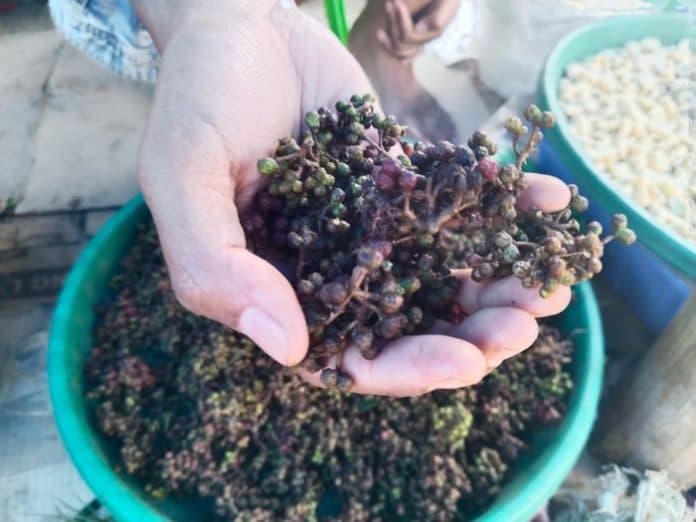gawat_harga_andaliman_tembus_rp300_ribu_per_kilogram