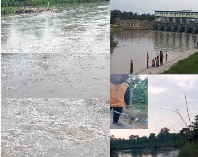 gawat_ikan_mabuk_di_sungai_padang_diduga_akibat_pembuangan_limbah