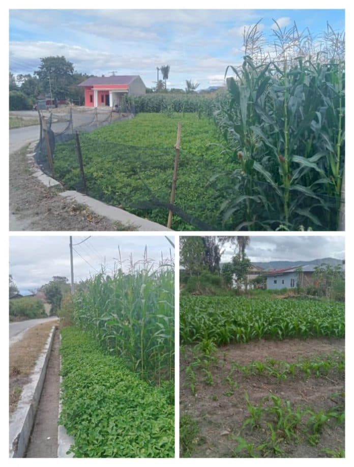 gerakan_tarhilala_pemkab_toba_disahuti_warga_dengan_bertanam_jagung_dan_sayuran