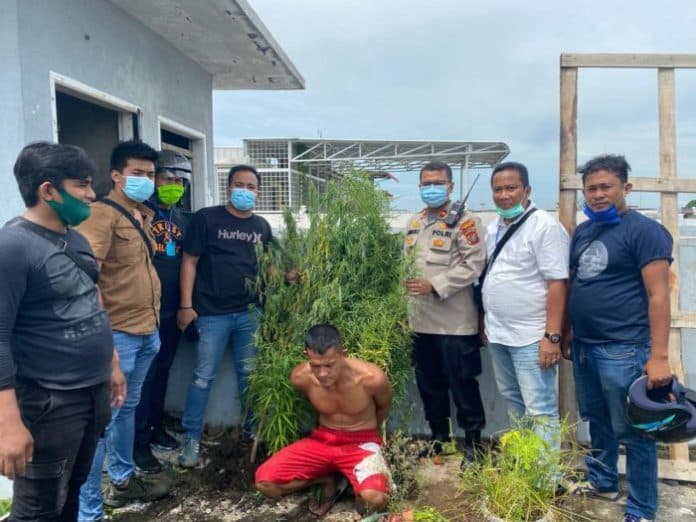 gerebek_sabu_tekab_polsek_medan_kota_temukan_20_pohon_ganja