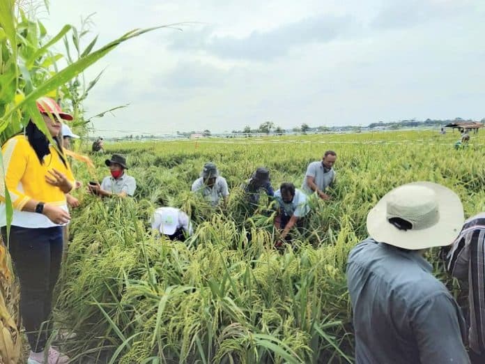 gotong_royong_ikat_padi_rebah_kadis_pertanian_simalungun_ikut_serta
