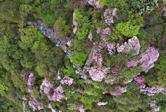 gunung_fanjing_masuk_daftar_hijau_iucn_dapat_pengakuan_konservasi_internasional