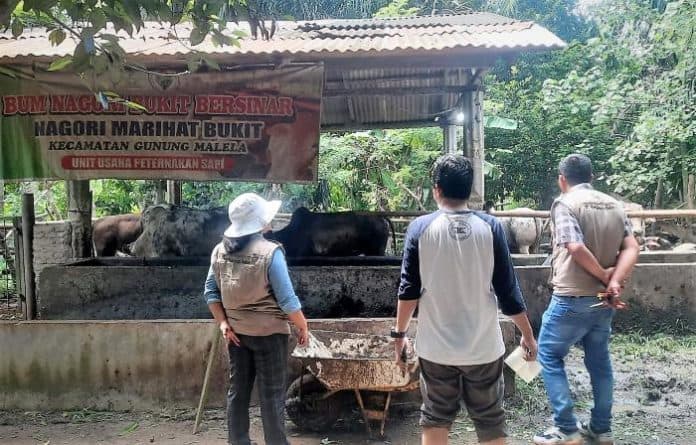 h_2_idul_adha_distan_simalungun_periksa_hewan_kurban_pengiriman_luar_daerah