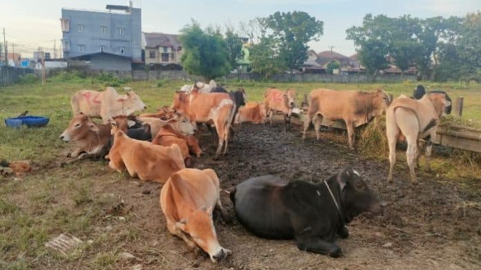 h_5_idul_adha_sejumlah_pedagang_hewan_kurban_belum_terima_skkh