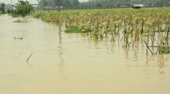 hadapi_pancaroba_dkpp_siantar_imbau_petani_agar_ikuti_pola_tanam_yang_diatur