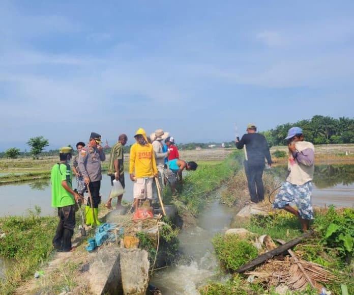 hama_tikus_rusak_tanaman_padi_kapolsek_tanah_jawa_kerahkan_ratusan_petani_berburu