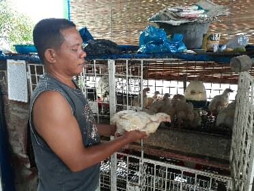 harga_ayam_potong_di_pakam_masih_mahal