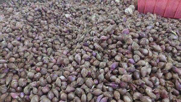 harga_bawang_merah_di_medan_masih_bertahan_di_rp60000_per_kilogram