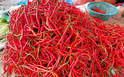 harga_cabai_merah_di_medan_masih_bertahan_mahal_di_angka_rp100000kg