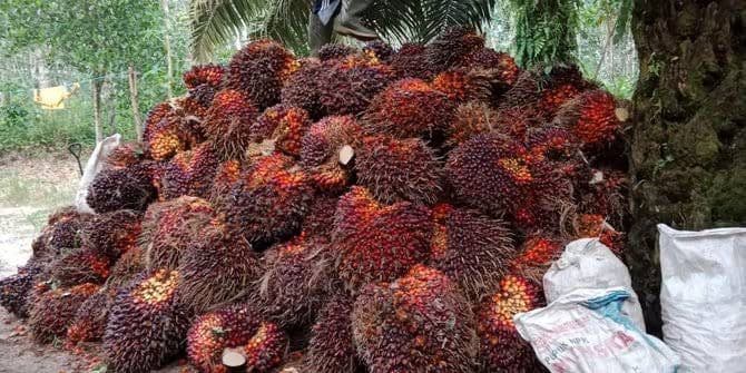 harga_cpo_melambung_pengamat_sudah_memberikan_dampak_ke_laju_inflasi