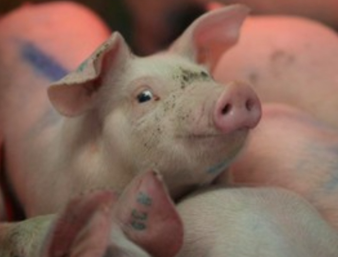 harga_daging_babi_tembus_rp100_ribu_per_kg_ini_pemicunya