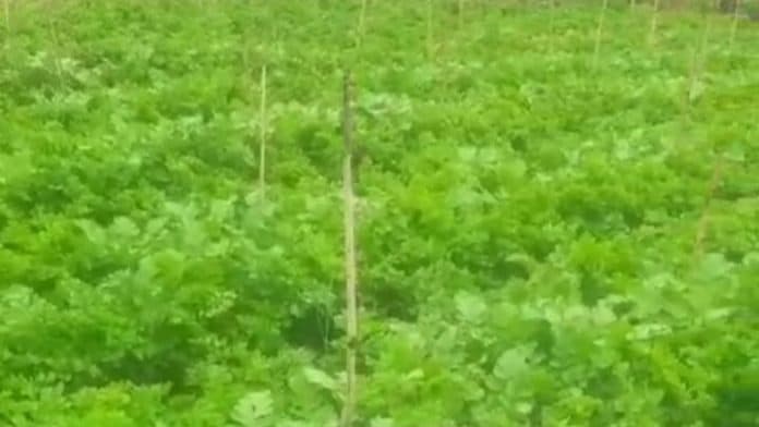 harga_daun_sop_di_tanah_karo_naik_turun_pasca_bencana_longsor