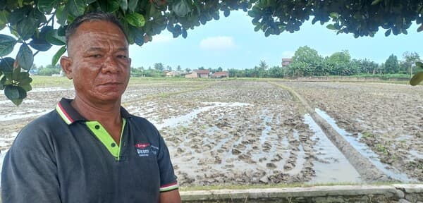 harga_gabah_dan_beras_terpaut_jauh_petani_minta_perhatian_pemerintah
