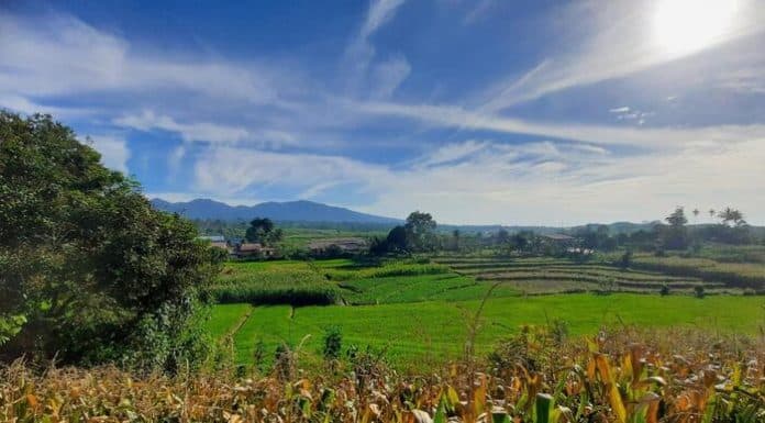 harga_gabah_di_simalungun_rp_7000_per_kg_produksi_terbaik_dari_kecamatan_tanah_jawa