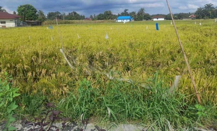 harga_gabah_di_tanah_jawa_berangsur_turun_petani_mengeluh