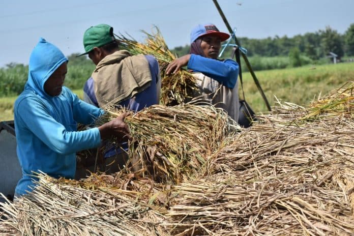 harga_gabah_kering_giling_dan_gabah_kering_panen_naik_di_september_2021